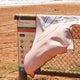 Frothy Cocky Jumbo Beach Towel